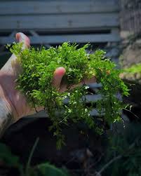 Image result for Crepidomanes