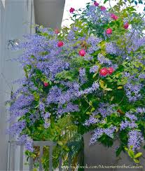 Image result for Petrea volubilis