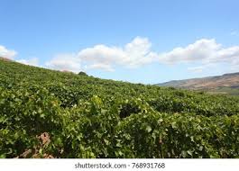 Image result for Calepitrimerus vitis