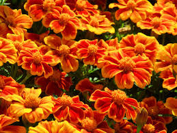 Maybe you would like to learn more about one of these? Orange Flowers For Your Garden Saga