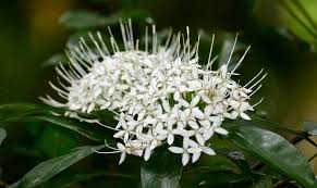 Image result for Pavetta sp. I