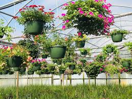 We have most exquisite flower arrangements and other floral gifts which are professionally designed and arranged by our expert in house florists. Wholesale Plants Angier Nc Tarheel Nursery