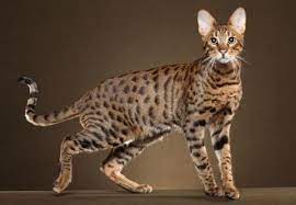 What You Need To Know About The Savannah Cat Pawsome Couture