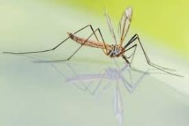 See full list on abchomeandcommercial.com Mosquito Life Cycle Lifespan Exploring The Stages