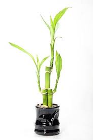 Image result for Dracaena sanderiana