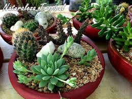 Son muy frecuentes los fracasos en la siembra por usar semillas que no fueron fertilizadas en su momento en el proceso natural, porque eran viejas o porque han estado mal conservadas. Manual Para Cultivar Plantas Suculentas En Casa