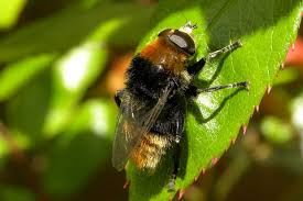 Narcissus Bulb Fly Merodon Equestris Var Equestris Foto S
