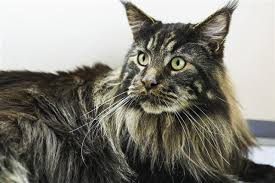 A tortoiseshell cat, also known as a tortie, is a cat born with a fur pattern resembling the mottled red and black tortoiseshell material. Calico Cat Breeds You Ll Be Surprised To Know About Cat Appy