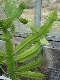 Image result for Euphorbia dawei