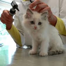 Citizenship test and interview, it can take quite a long time to become a u.s. How To Become A Veterinary Assistant How Long Does It Take