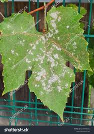 Image result for Uncinula necator