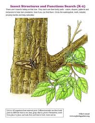 Insect Structures And Functions Search K 2 Structure And Function Animal Report Food Web