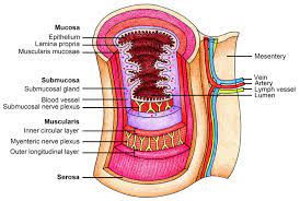 Image Result For X3 Layers Of The Esophagus Lymph Vessels Digestive System Anatomy Anatomy