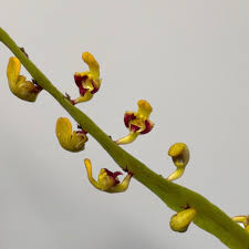 Image result for Bulbophyllum falcatum