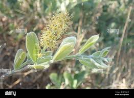 Image result for Combretum padoides