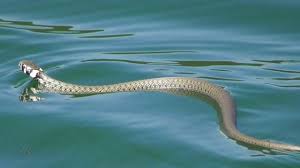Schlange der gattung europäische wassernattern (natrix natrix). Schwimmende Ringelnatter Natrix Natrix Youtube