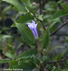 Image result for durman obecný květ