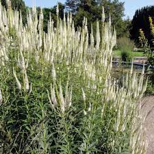 Bella struttura, ricchissima fioritura di lunghe spighe strette veronicastrum virginicum 'diana' è una perenne come esposizione preferisce il. Veronicastrum Virginicum