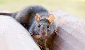 Maybe you would like to learn more about one of these? How To Get Rid Of Rats In The Garden For Good And Why You Should Never Use Poison Express Co Uk