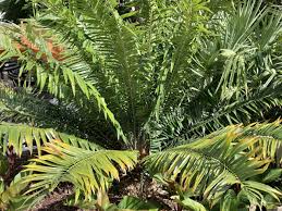 Image result for Encephalartos gratus