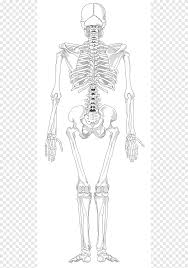 The vertebral column of the lower back includes the five lumbar vertebrae, the sacrum, and the coccyx. Skeleton Illustration Human Skeleton Anatomy Drawing Bone Skeleton Monochrome Head Png Pngegg
