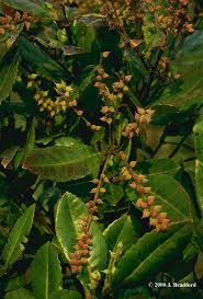 Image result for Cunoniaceae