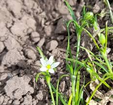 Image result for Spergula