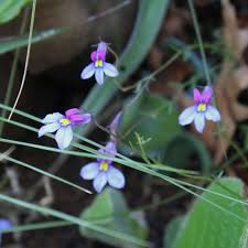 Image result for Monopsis decipiens