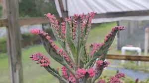 Image result for Kalanchoe glaucescens