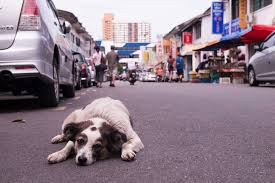 Have a look around and see what we're about. Is It Ok To Pat A Dog The Question At The Heart Of A Dispute Over Islamic Tradition Abc News