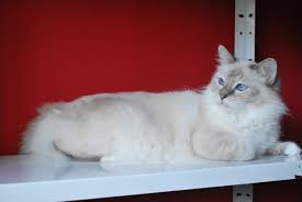 Oh So Sweet Blue Tabby Birman Kitten Cute Baby Animals Birman Kittens Baby Animals