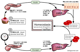 This freebie is a part of my homeostasis bundled package which includes a. Feedback Loops