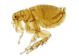 See more ideas about beautiful bugs, bugs, bugs and insects. 7 Common Bugs Mistaken For Bed Bugs What You Need To Know