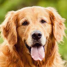 Golden Retriever Conheca Mais Sobre Esse Cachorro Tao Especial Golden Retriever Filhote Petlove