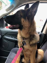 Saturday Evening Car Ride With My Best Friend Gsd Sasha Cute Dogs Breeds German Shepherd Dogs Dog People