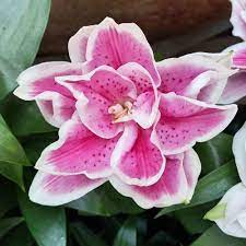 Roselily Samantha Oriental Lily Bulbs for Sale