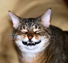 Image result for cat with open mouth
