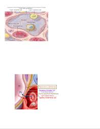 Each subunit exists in both monomeric and dimeric. Respiratory Part 1 Notes Respiration Ventilation Breathing Gas Exchange Oxygen Utilization By Tissues Alveoli Where Gas Exchange Occurs 300 Million Tiny Air Studocu