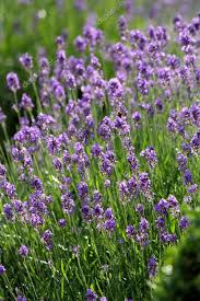 Lavender Stock Photo Ad Lavender Stock Photo Ad Stock Photos Image Lavender Lavender