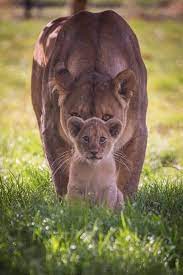welcome to nature on twitter animals animals beautiful baby animals