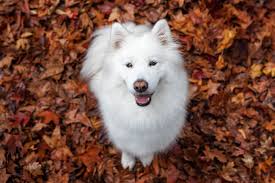 Dog and Pet Photographer Forster