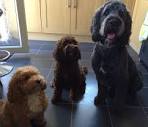 Cockapoo dog - Dagmar Cockapoo puppies for sale 20% off ...