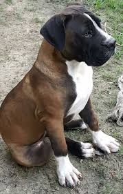 Black Boerboel Puppies For Sale In Cape Town South African Mastiff Puppy Tap The Pin For The Most Adorable Pawtastic Fur Baby Apparel You Ll Love Th Mastiff Puppies South African Mastiff Mastiff Breeds