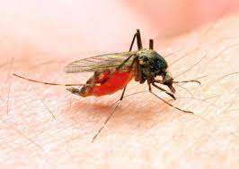 Malaria is a disease caused by a parasite. Malaria Symptoms Treatment And Prevention
