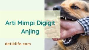 Siapa sih yang tidak pernah bertemu dengan anjing dalam hidupnya? Arti Mimpi Digigit Anjing Di Kaki Detiklife