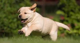 It tends to correspond with growth spurts, and. When Do Dogs Stop Growing Labrador Puppy Growth Chart And Faq