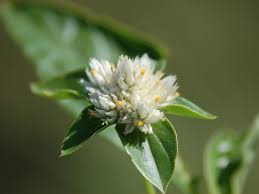 Image result for Gomphrena martiana