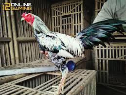 Ciri Fisik Ayam Birma Ori Ternak Ayam Ayam Bangkok