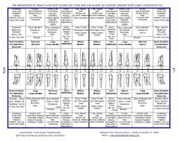 Teeth Meridians Emotions Chart Dental Teeth Teeth