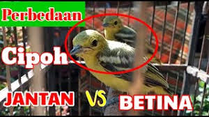 Ciri Burung Cipoh Jantan Cute766